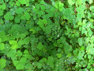  wood sorrel  wet in rain or morning dew drops