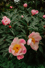 Obraz na płótnie Canvas green bush with pink peonies in the garden