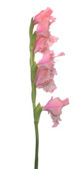 Pink  Gladiolus flower