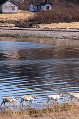 reindeer at sea