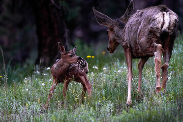 Mule Deer Mom & Fawn