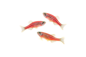 danio zebrafish swimming isolated on white background, macro photography