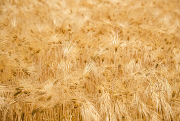一面の実った大麦