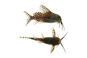 Juvenile of Synodontis eupterus (featherfin squeaker), a species of mochokid catfishes found throughout Africa, Isolated on wihte background