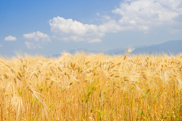 Fototapeta premium 実った大麦 六条大麦