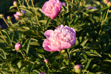 Pink large peony flowers on a green bush