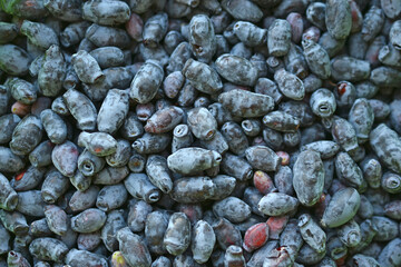 Blue fresh honeysuckle berries in the group