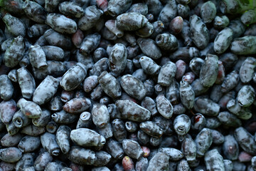 Blue fresh honeysuckle berries in the group