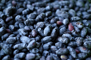 Blue fresh honeysuckle berries in the group