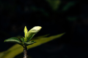dazzling, exotic, beautiful blooming white adenium, obesum, desert rose, azalea,  buds surrounded by green leaf and branch with blurred background in garden