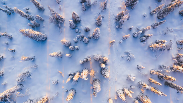 Bird’s eye aerial view, group of travelers walking together on snowy path in white coniferous forest trees covered by snow,tourists discover lands on expedition in Lapland. Hiking in Riisitunturi park © BullRun