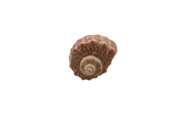 Seashell isolated on a white solid background under cut for design in the center of the frame. Seashell isolate concept for insertion into the layout. High quality photo