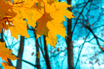 Yellow maple autumn leaves against the sky.