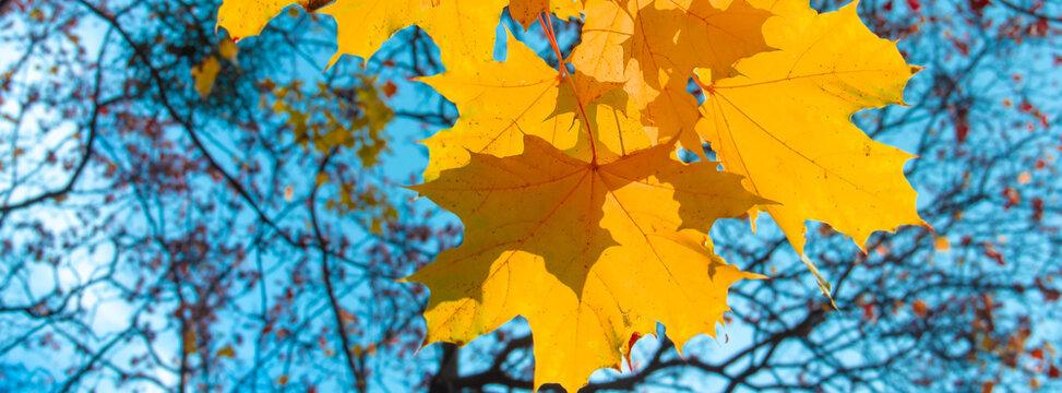 Yellow maple autumn leaves against the sky.