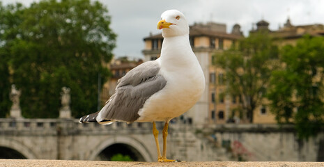 Rome, near Castel Sant'Angelo. A seagull rest over the railing at Lungotevere Castello.