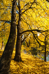 View of city park in autumn