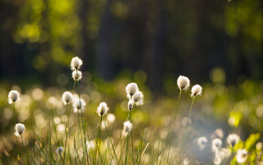 A beautiful summer landscape with cottongrass growing and blooming in the swampy area of forest....