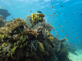 Fototapeta na wymiar Beautiful coral reefs landscape of Reunion and Mayotte island