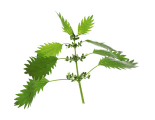 Fresh stinging nettle plant on white background