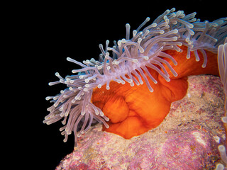 Naklejka na ściany i meble Orange anemone sheltering clown fishes