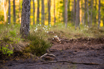 A beautiful summer landscape with cottongrass growing and blooming in the swampy area of forest. Summertime scenery of Northern Europe.