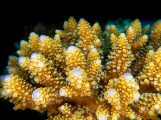 Close up on tropical corals of Reunion island and Mayotte