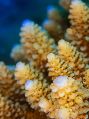 Close up on tropical corals of Reunion island and Mayotte