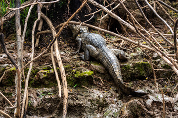 Reserva Caño Negro, Alajuela, Costa Rica