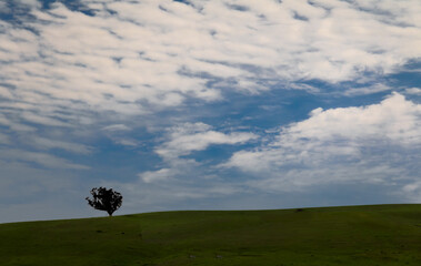 lonely tree on green hill with clouds and blue sky - 439644990