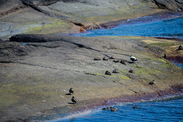 the beautiful coast of norway with its rock formations and blue water on a beautiful summer day