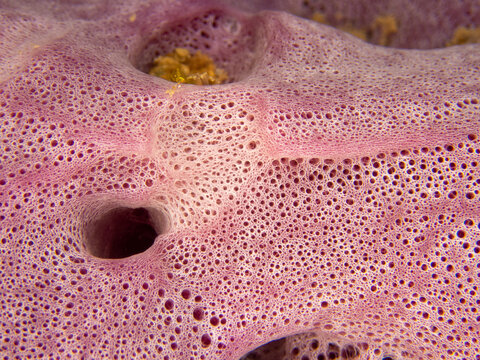 Colorful sponge of Reunion island