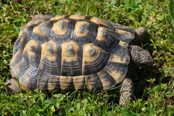 western hermann´s tortoise female on the green grass on hot summer day