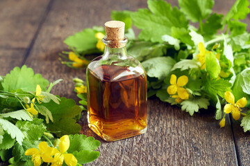 A bottle of greater celandine tincture with Chelidonium majus flowers and leaves