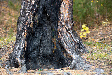 burnt pine trunk, threat of forest fires