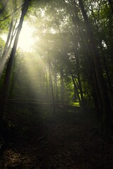 Tropical forest with tall trees. The rays of a bright yellow sun shine through the crowns of trees. Evening is approaching. The humid air creates a slight haze in the forest.