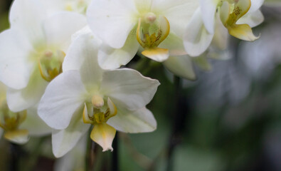 Naklejka na ściany i meble orchid flowers in the garden