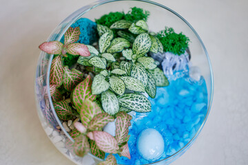 Florarium made of glass sphere with succulents and hypoestes of different varieties. Decorative composition for the home interior. 