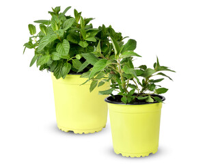 herbs basil in a pot isolated on white background with​ clipping​ path​