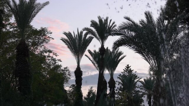 Fountain water splashes with view of palm trees. Beautiful sunset sky in the background.