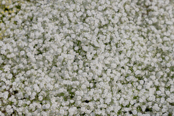 Selective focus of white tiny flowers Common baby's-breath, Gypsophila paniculata or Snowflake white is a species of flowering plant in the family Caryophyllaceae, Nature floral pattern background. - obrazy, fototapety, plakaty