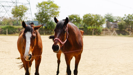 rescued horses in animal rescue center