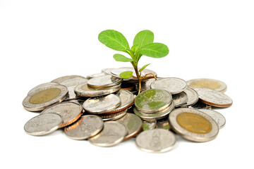 Pile of money with little plant growing on money isolated on white background - finance growth...