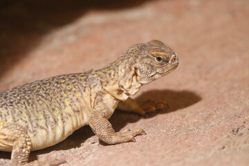 Obraz premium Nahaufnahme junge Leguane