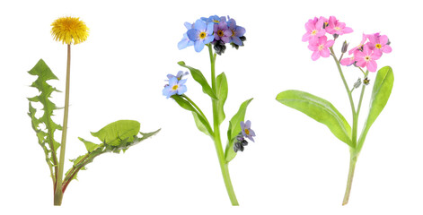Collection of different beautiful wild flowers on white background. Banner design