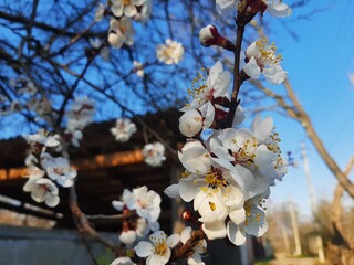 Blooming tree