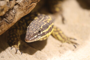 Nahaufnahme junger Leguan
