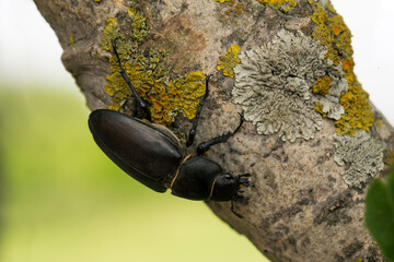 Female of stag beetle (Lucanus cervus) on the tree