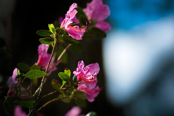 Flowering bush Rhododendron Siberian.