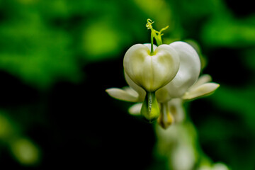 white bleeding heart