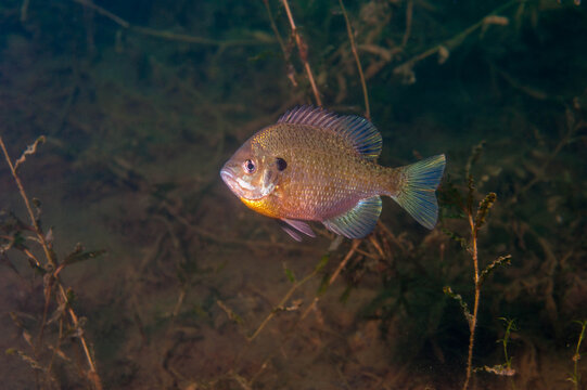 Dollar Sunfish in it's natural environment in an inland lake.